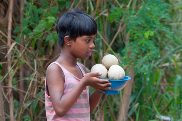 Zdjęcie ze Sri Lanki - wood apple - drewniane jabłko lub feronia słoniowa - pyszota w postaci soku