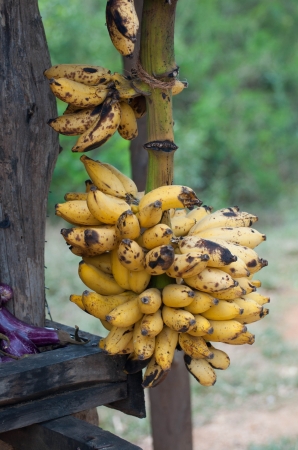 Zdjęcie ze Sri Lanki - 