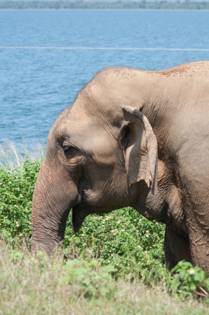 Zdjęcie ze Sri Lanki - 