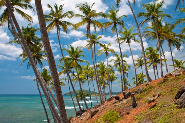 Zdjęcie ze Sri Lanki - 