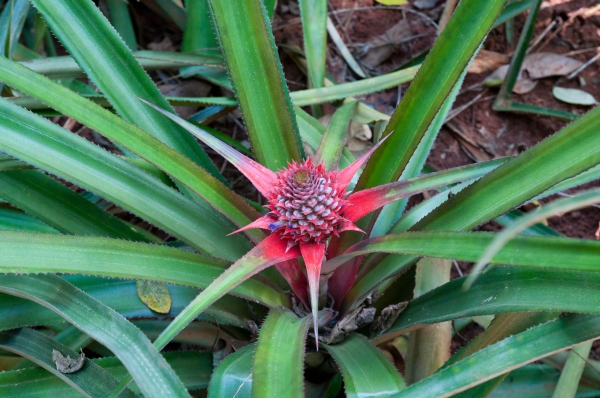 Zdjęcie ze Sri Lanki - ananas