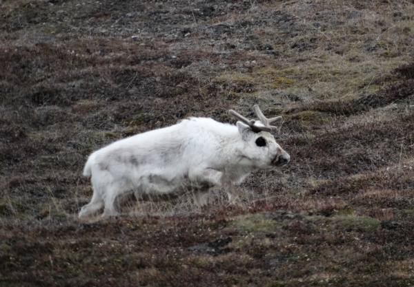 Zdjęcie z Norwegii - Longyearbyen