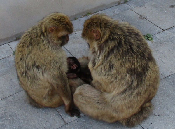 Zdjęcie z Giblartaru - Gibraltar