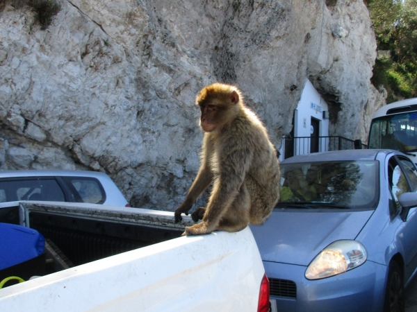 Zdjęcie z Giblartaru - Gibraltar