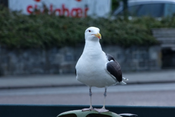 Zdjęcie z Norwegii - mieszkanka Kristiansund