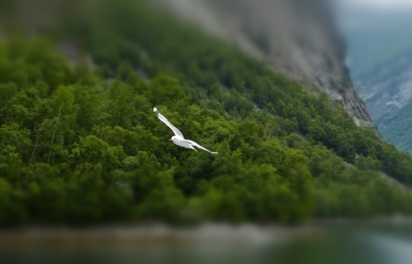 Zdjęcie z Norwegii - towarzyszki rejsu