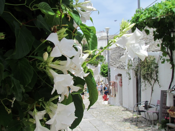 Zdjęcie z Włoch - Alberobello