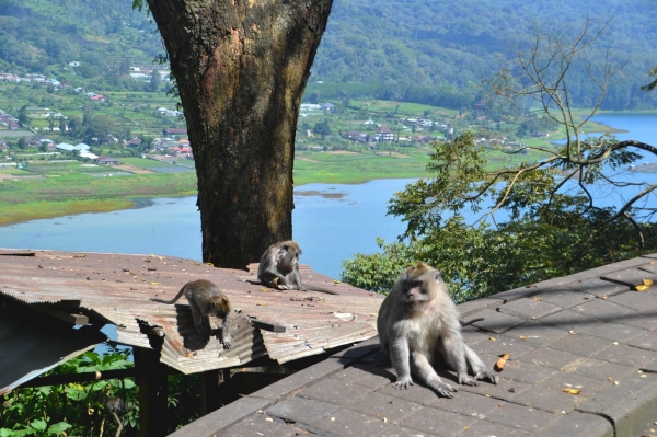 Zdjęcie z Indonezji - W drodze do punktu widokowego Twin Lake