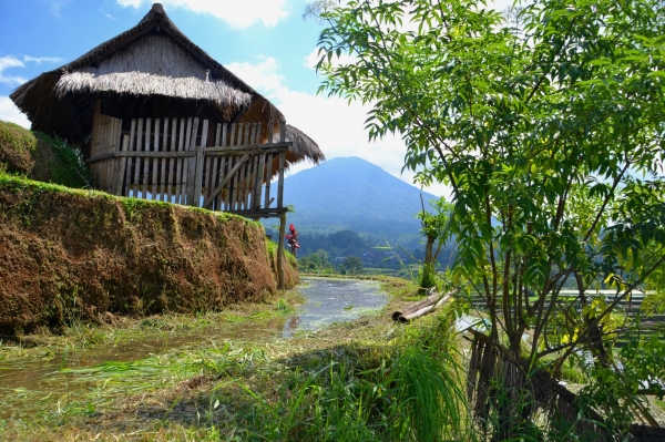 Zdjęcie z Indonezji - Na polach ryzowych