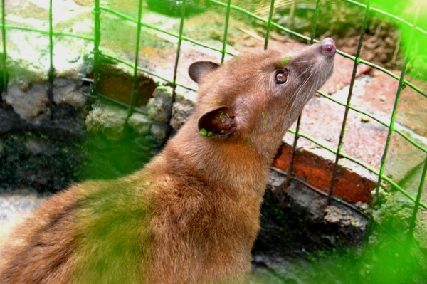 Zdjęcie z Indonezji - Luwak, czyli łaskun palmowy