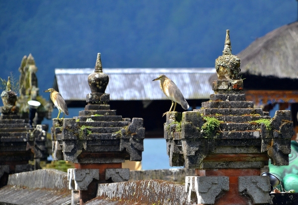 Zdjęcie z Indonezji - Czaple okazale na murach swiatyni Pura Ulun Danu Bratan