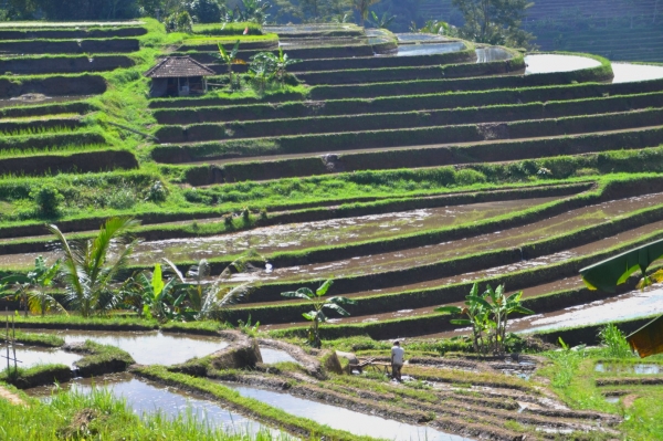 Zdjęcie z Indonezji - Tarasy ryzowe Jatiluwih
