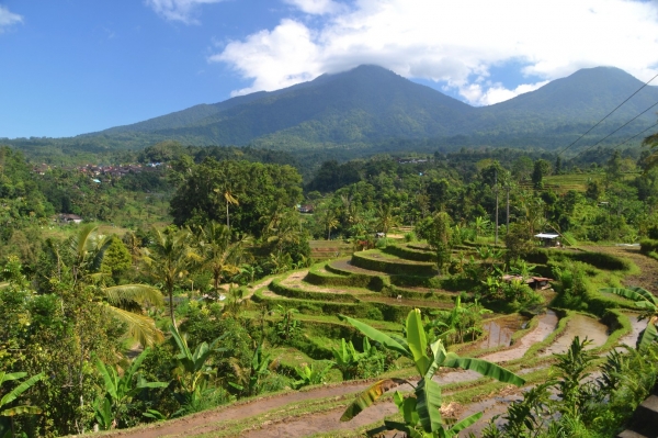 Zdjęcie z Indonezji - Tarasy ryzowe Jatiluwih