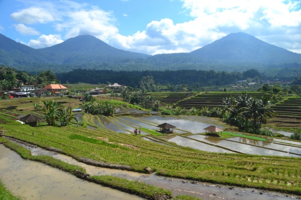 Zdjęcie z Indonezji - Tarasy ryzowe Jatiluwih