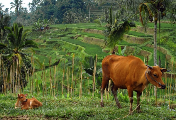 Zdjęcie z Indonezji - W drodze pomiedzy wodospadami