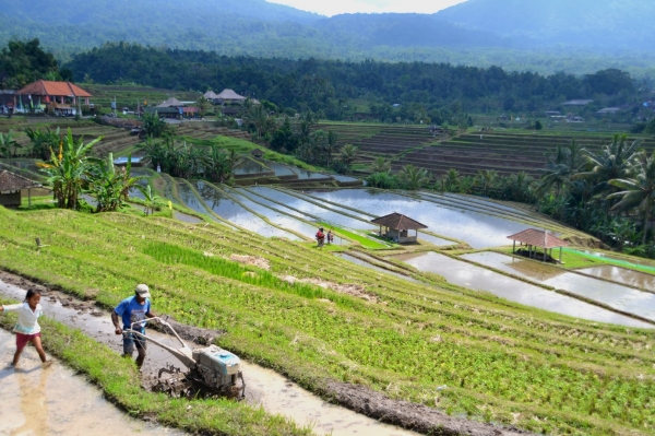 Zdjęcie z Indonezji - Tarasy ryzowe Jatiluwih