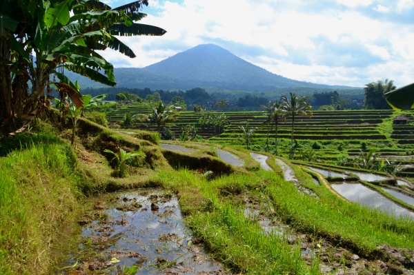 Zdjęcie z Indonezji - Jatiluwich- tarasy wciagniete na listę światowego dziedzictwa UNESCO