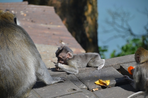 Zdjęcie z Indonezji - Makaki w drodze na punkt widokowy Twin Lake