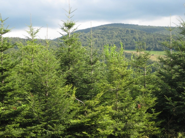 Zdjęcie z Polski - Beskid Sądecki