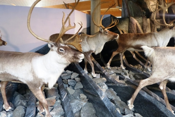 Zdjęcie z Norwegii - muzeum w Centrum Natury Hardangervidda