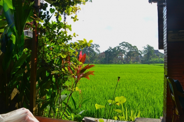 Zdjęcie z Indonezji - Pole ryzowe w samum centrum Ubud