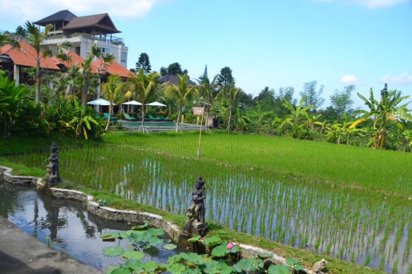 Zdjęcie z Indonezji - Pole ryzowe przy restauracji Tropical View Cafe