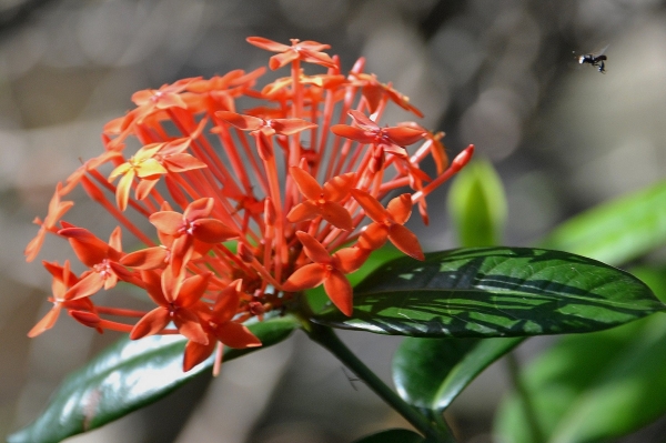 Zdjęcie z Indonezji - Fauna i flora - mucha zalapala sie zupelnie przypadkowo :)