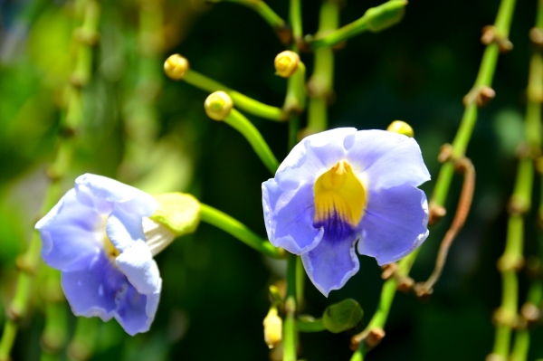 Zdjęcie z Indonezji - Flora