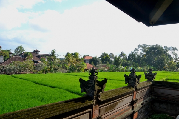 Zdjęcie z Indonezji - Pole ryzowe w samum centrum Ubud