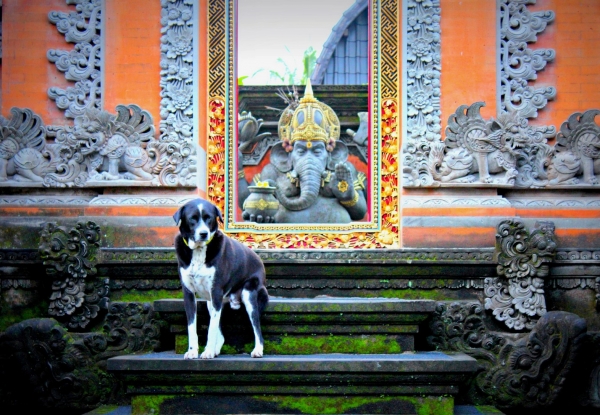 Zdjęcie z Indonezji - Scenka z Ubud