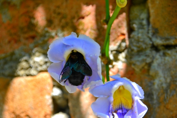Zdjęcie z Indonezji - Balijska fauna i flora