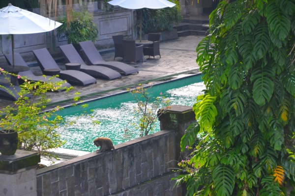 Zdjęcie z Indonezji - Jeden z hotelowych basenow i malpka na dokladke :)