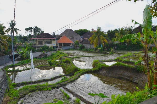 Zdjęcie z Indonezji - Przedmiescia Ubud