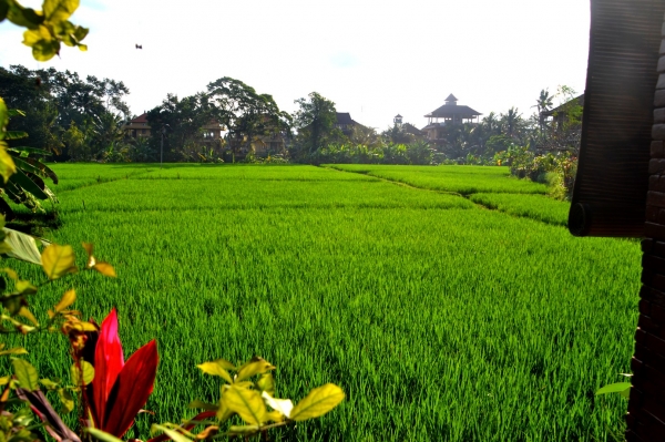 Zdjęcie z Indonezji - Pola ryzowe w srodku miasta