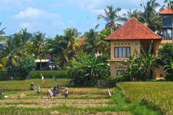 Zdjęcie z Indonezji - Przedmiescia Ubud