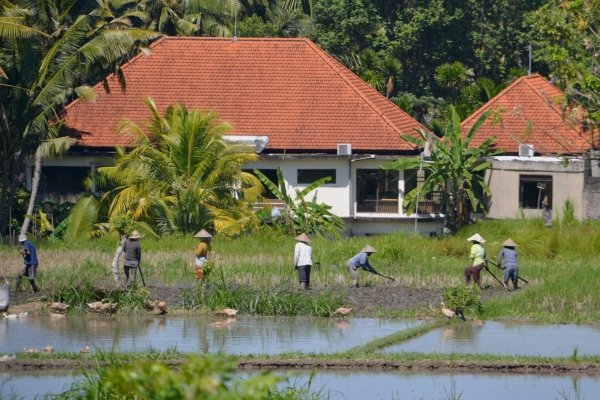 Zdjęcie z Indonezji - Praca na przydomowym polu ryzowym