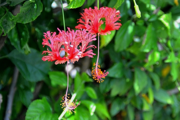Zdjęcie z Indonezji - Przepiekne strzepiaste hibiskusy