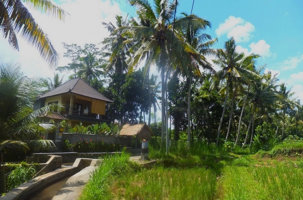 Zdjęcie z Indonezji - Na ubudzkim przedmiesciu