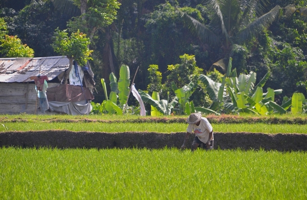 Zdjęcie z Indonezji - Pole ryzowe w samum centrum Ubud