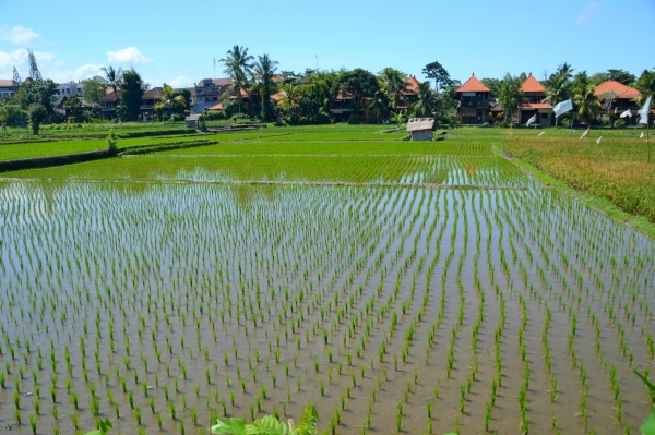 Zdjęcie z Indonezji - Ubudzkie przedmiescia