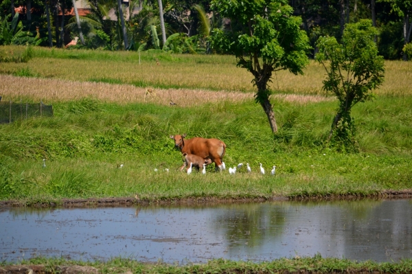 Zdjęcie z Indonezji - Na obrzezach miasta