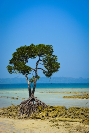 Zdjęcie z Indii - Andamany Havelock Island