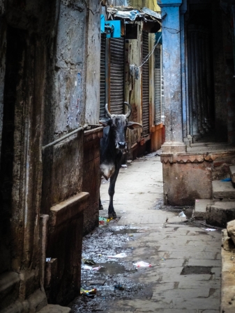 Zdjęcie z Indii - Varanasi