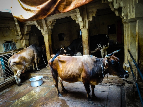 Zdjęcie z Indii - Varanasi