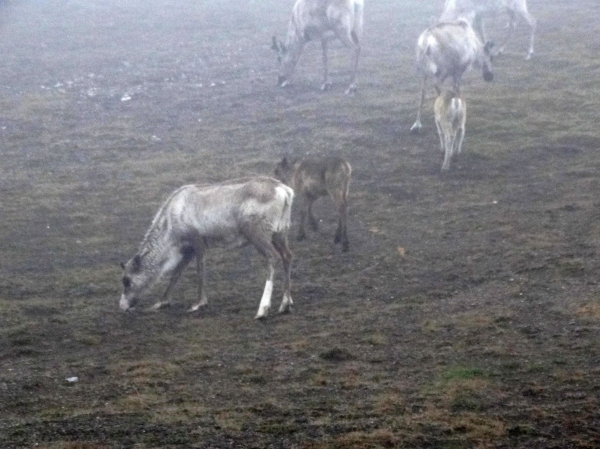 Zdjęcie z Norwegii - Jedziemy dalej...