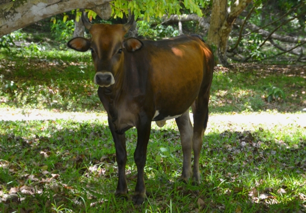 Zdjęcie z Vanuatu - Miejscowa ciekawska krowka :)