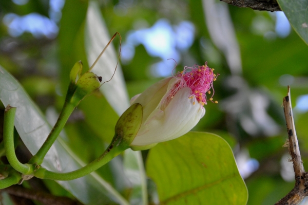 Zdjęcie z Vanuatu - Miejscowa flora