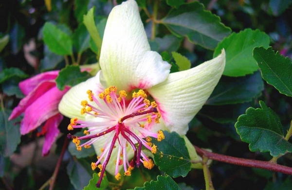 Zdjęcie z Vanuatu - Miejscowa flora
