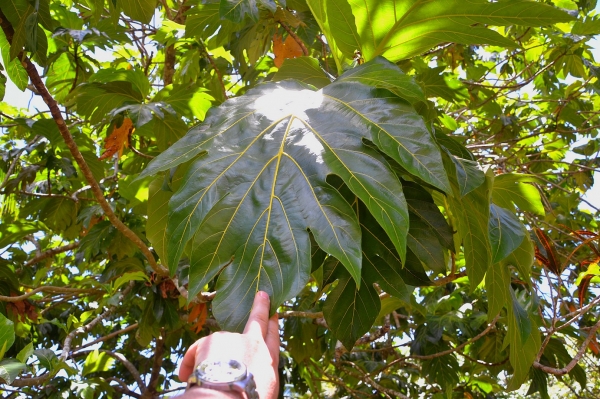 Zdjęcie z Vanuatu - Zdrzewo z ogromnymi liscmi!