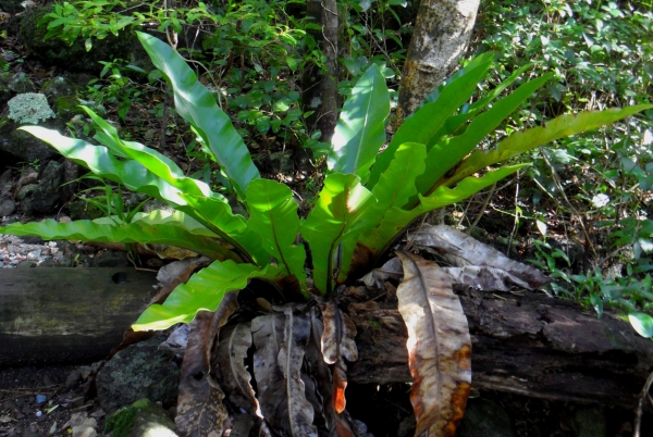 Zdjęcie z Vanuatu - Miejscowa flora